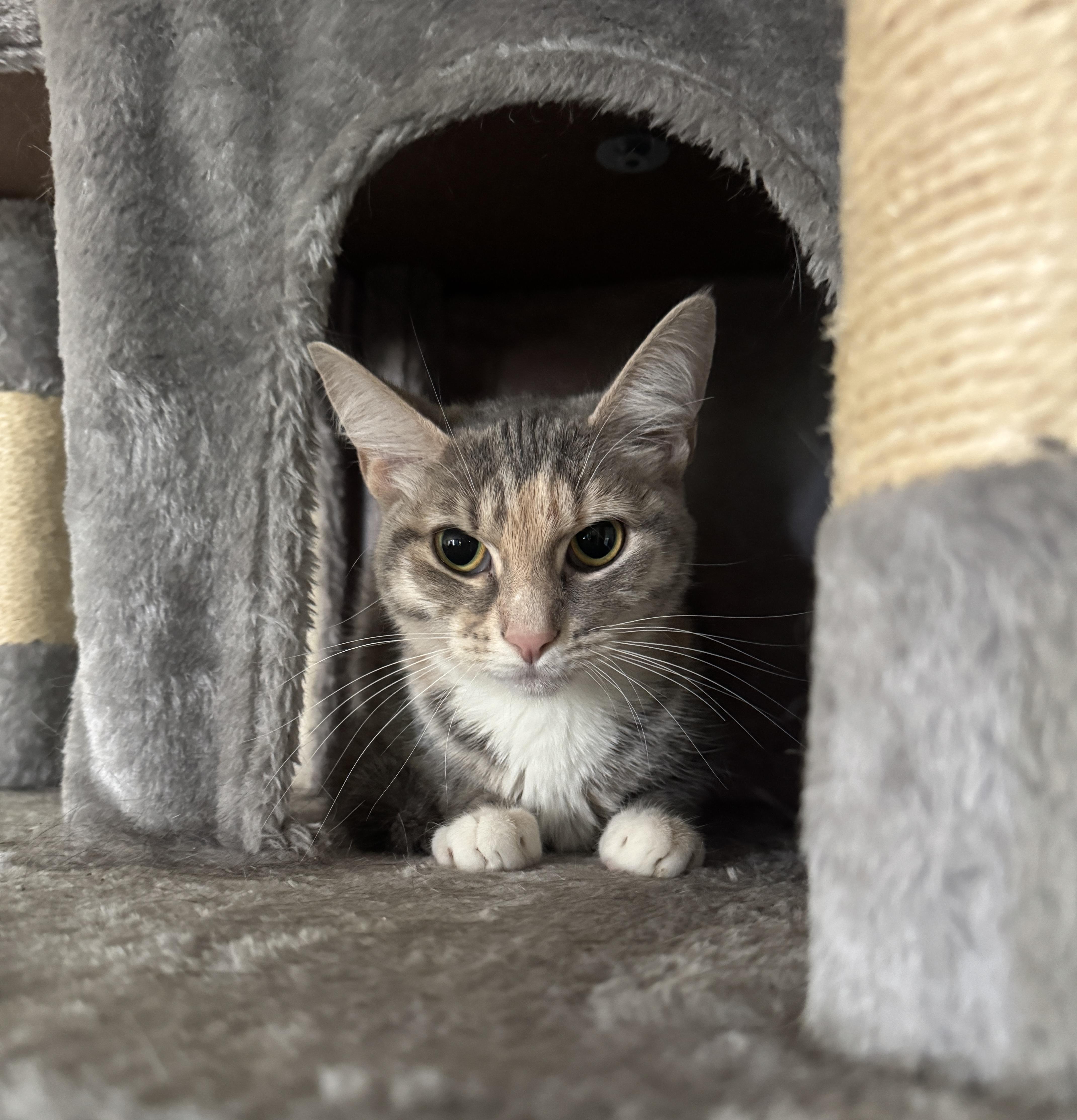 A baby medium-sized female Dilute Tortoiseshell American Shorthair cat named Ella for adoption in Massillon, OH