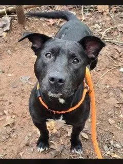 An adult large-sized male American Staffordshire Terrier dog named Andrew Jackson for adoption in Clyde, NC
