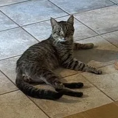 An adult medium-sized male Tabby (Brown / Chocolate) Domestic Short Hair cat named Frank for adoption in Liverpool, TX