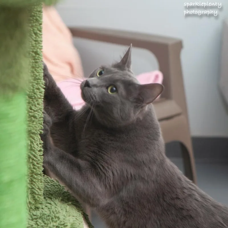 Big Blue thumbnail 2