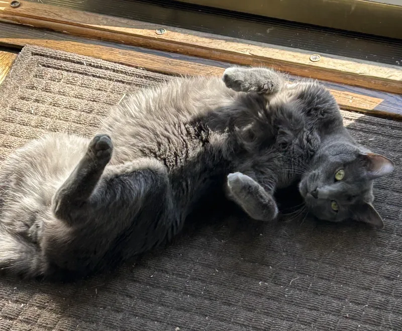 Big Blue thumbnail 3