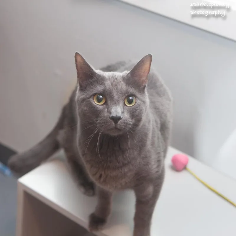 Big Blue thumbnail 4