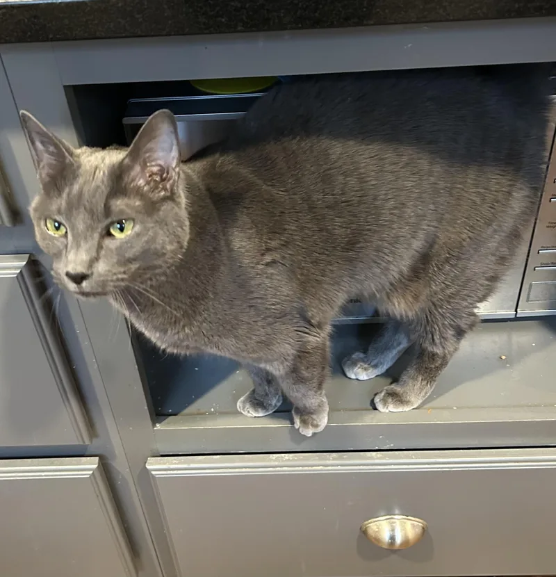 Big Blue thumbnail 5