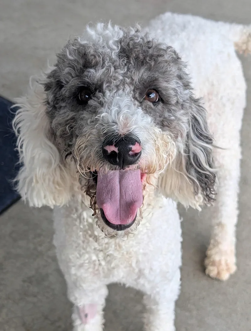 An adult medium-sized male White / Cream Labradoodle dog named Bruno for adoption in Baton Rouge, LA