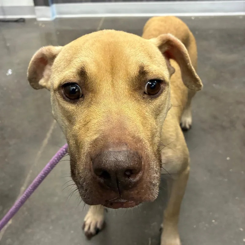 An adult medium-sized female Yellow / Tan / Blond / Fawn Pit Bull Terrier dog named Dottie for adoption in Horn Lake, MS