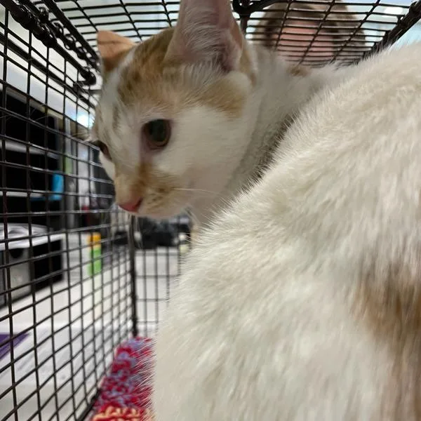 A young small-sized female Domestic Short Hair cat named Vulpix for adoption in Des Moines, IA