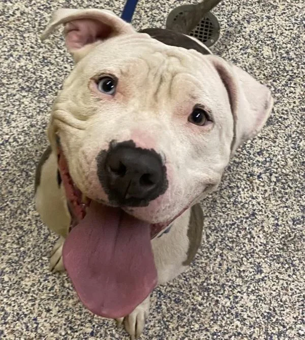 An adult large-sized female Pit Bull Terrier dog named Chloe for adoption in Golden, CO