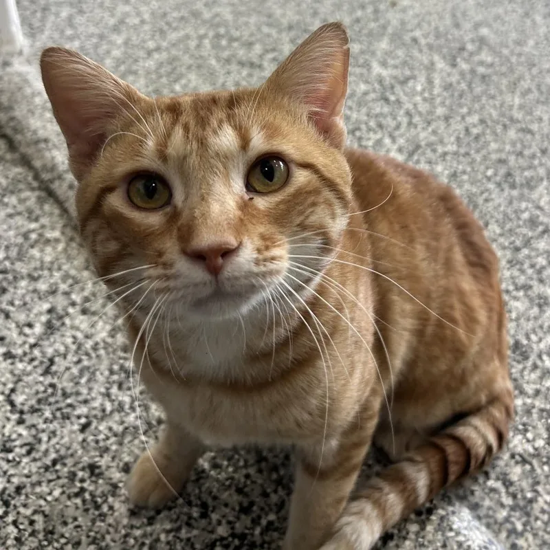 An adult large-sized male Orange / Red Domestic Short Hair cat named Cheddar for adoption in St. Louis, MO