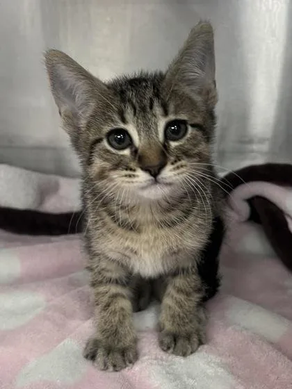 A baby small-sized male Domestic Short Hair cat named Sprinkles for adoption in Houston, TX