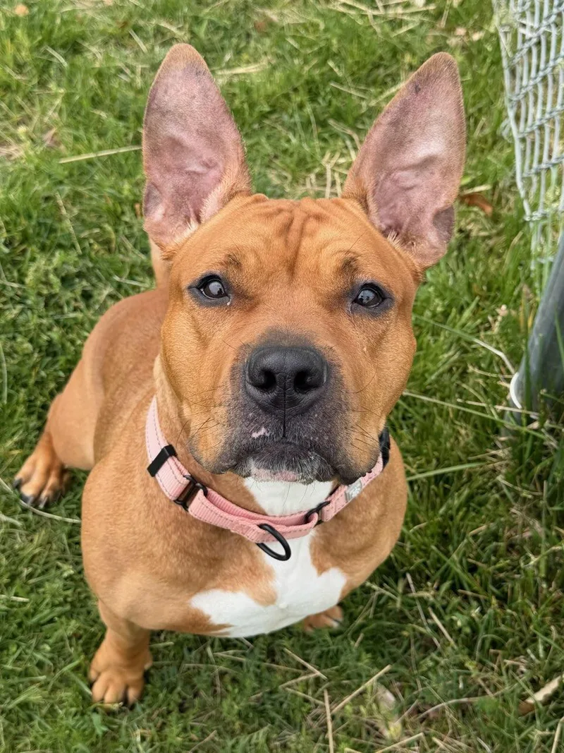 An adult medium-sized female Red / Chestnut / Orange American Staffordshire Terrier dog named Sahara for adoption in Manassas, VA