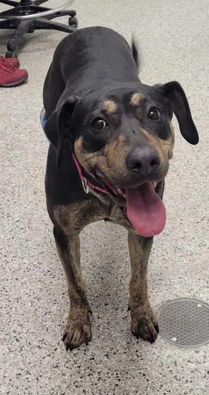 An adult large-sized female Black Mixed Breed dog named Yara for adoption in Kansas City, MO