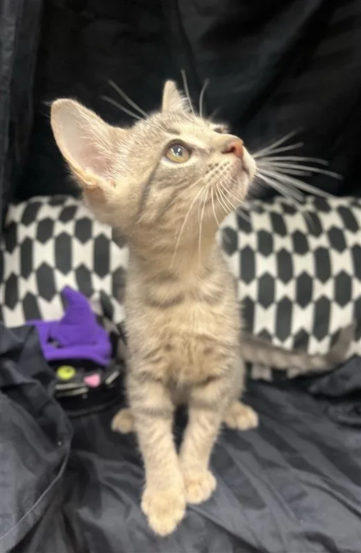 A baby medium-sized male Tabby (Gray / Blue / Silver) Domestic Short Hair cat named Legba for adoption in Prince Frederick, MD