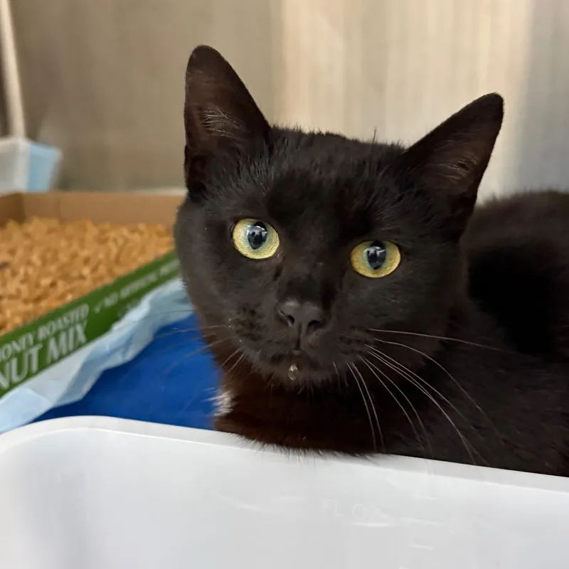 An adult medium-sized female Black Domestic Short Hair cat named Theater for adoption in La Grange, KY