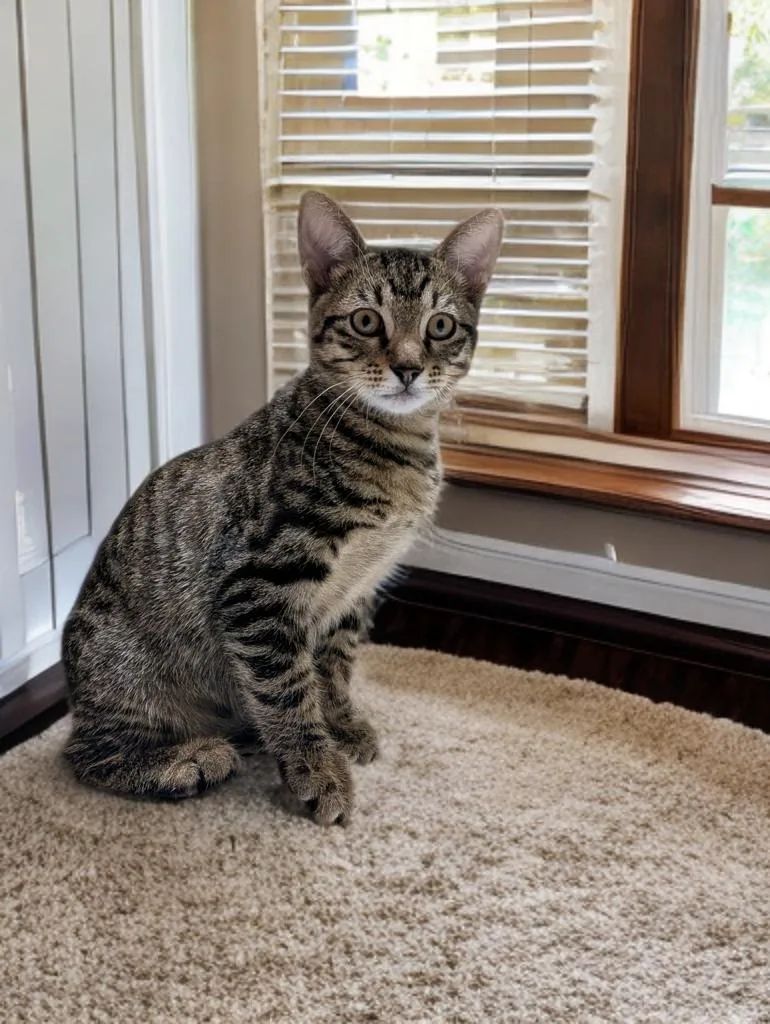A baby medium-sized male Tabby (Brown / Chocolate) Domestic Short Hair cat named Monty for adoption in Houston, TX