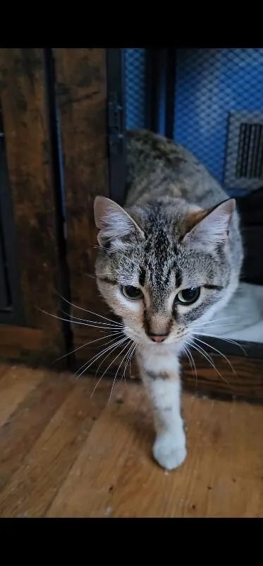 A young medium-sized female Tabby (Buff / Tan / Fawn) Tabby cat named Daphne for adoption in Kennewick, WA