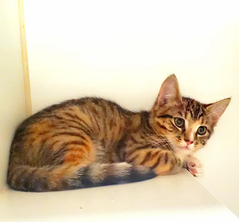 A young medium-sized female Domestic Short Hair cat named Slash for adoption in Reisterstown, MD