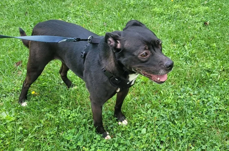 An adult medium-sized female Black Chihuahua dog named Hannah for adoption in St. Clairsville, OH