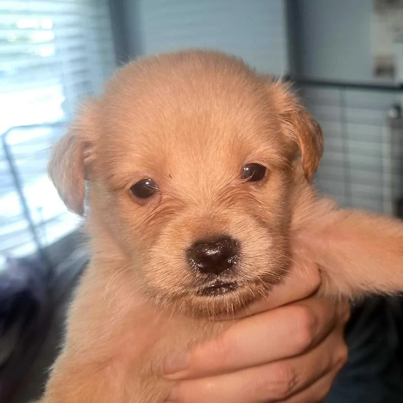 A baby small-sized male Terrier dog named Guacamole for adoption in San Diego, CA