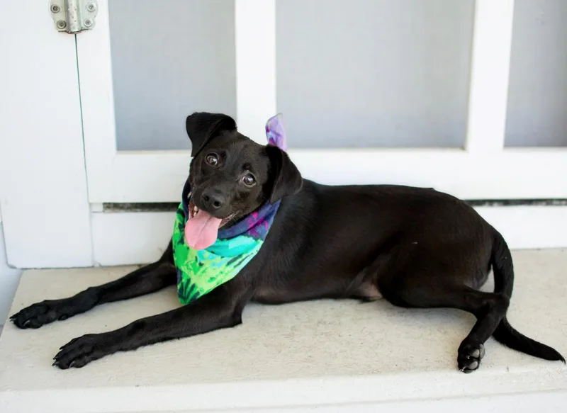 A baby medium-sized male Black Miniature Pinscher dog named O'Malley for adoption in Gulfport, MS