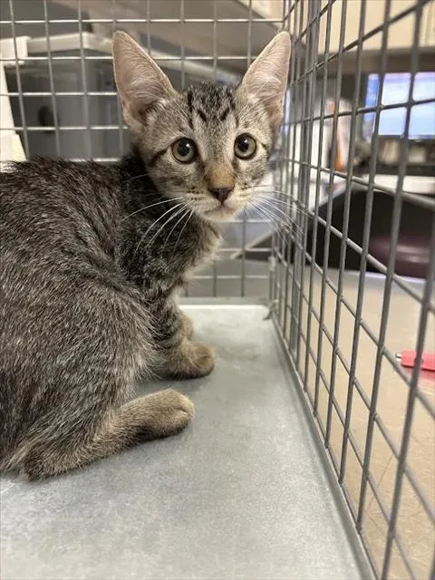 A baby small-sized female Domestic Short Hair cat named Gumby for adoption in Las Vegas, NV