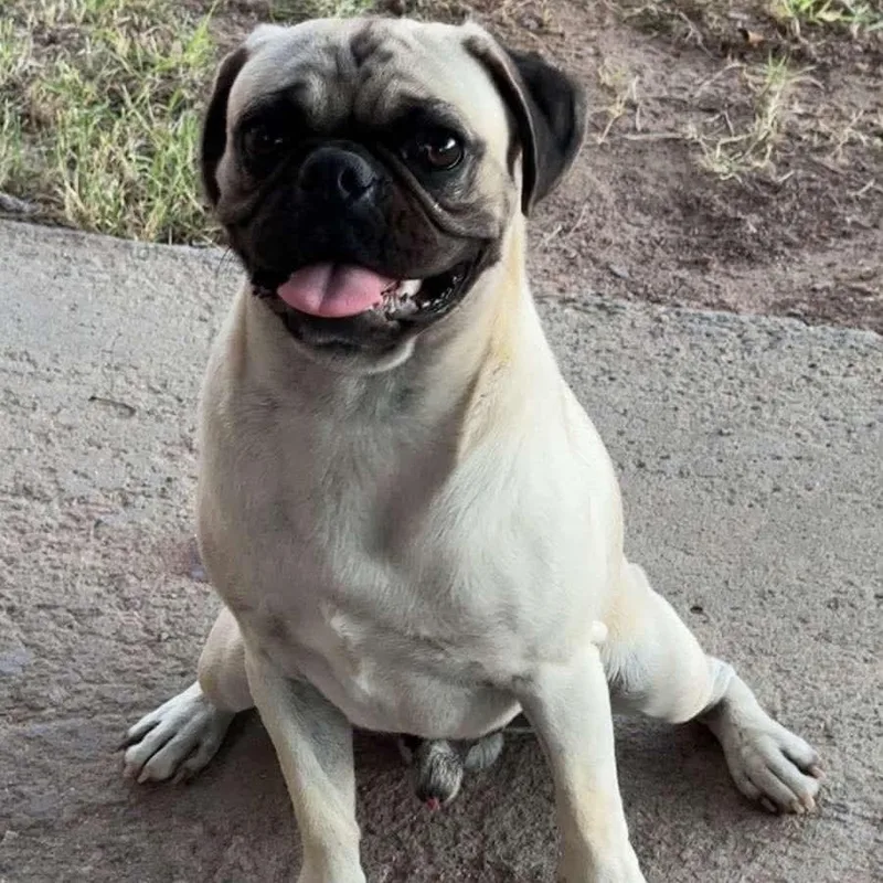 A young small-sized male Pug dog named Church for adoption in Las Cruces, NM