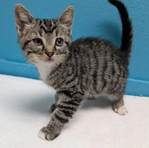 A baby small-sized female Domestic Short Hair cat named Guess for adoption in Escondido, CA