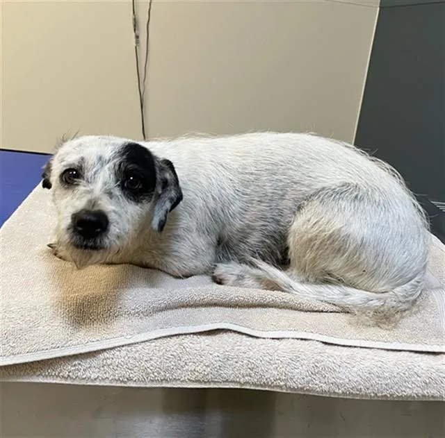 A young small-sized female Chihuahua dog named Manchitas for adoption in San Luis Obispo, CA