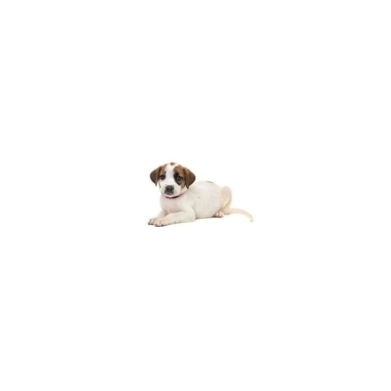 A baby small-sized female White / Cream Mixed Breed dog named Jersey for adoption in Playa Vista, CA