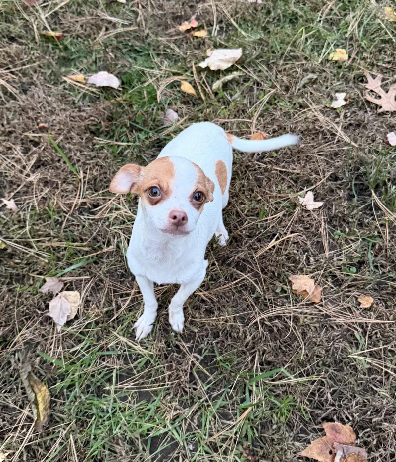 A baby small-sized female Chihuahua dog named Pinky for adoption in Pelham, NH