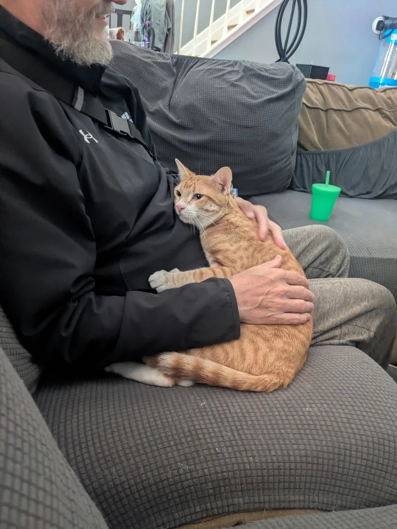 A young medium-sized male Orange / Red Domestic Short Hair cat named Isolde for adoption in Alpharetta, GA