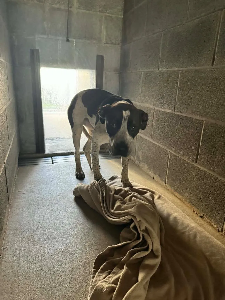 A young medium-sized female Mixed Breed dog named Whisper for adoption in Shelbyville, TN