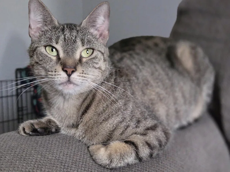 An adult medium-sized female Domestic Short Hair cat named Bunny for adoption in Rockaway, NJ