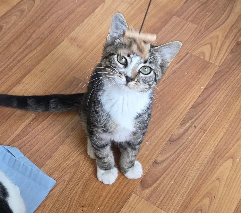 A baby medium-sized male Domestic Short Hair cat named Sage K for adoption in Trenton, NJ