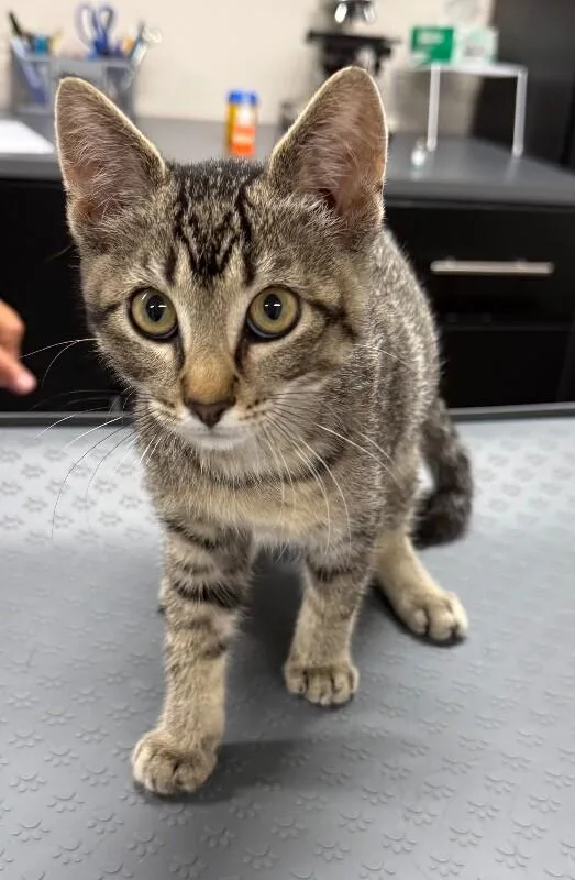 A young medium-sized female Domestic Short Hair cat named Holly for adoption in Yankton, SD