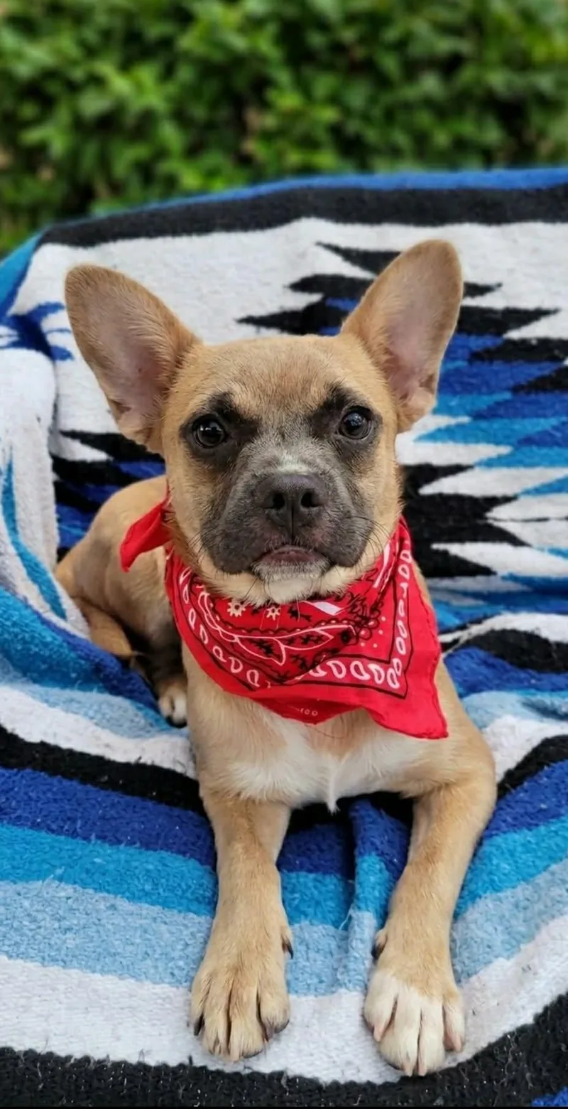Levi