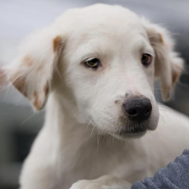 A baby medium-sized female Brown / Chocolate Mixed Breed dog named Indigo for adoption in South Elgin, IL