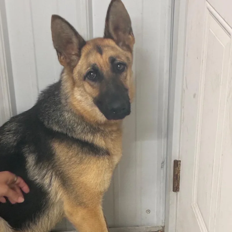 An adult small-sized female German Shepherd Dog dog named Daisy for adoption in Corbin, KY