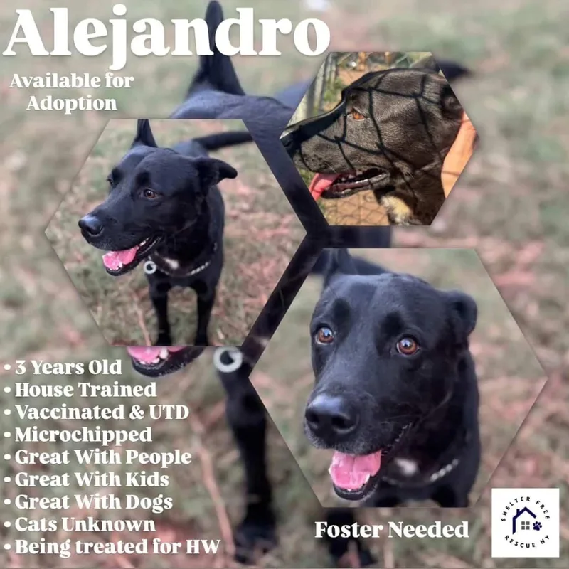 Alejandro thumbnail 3