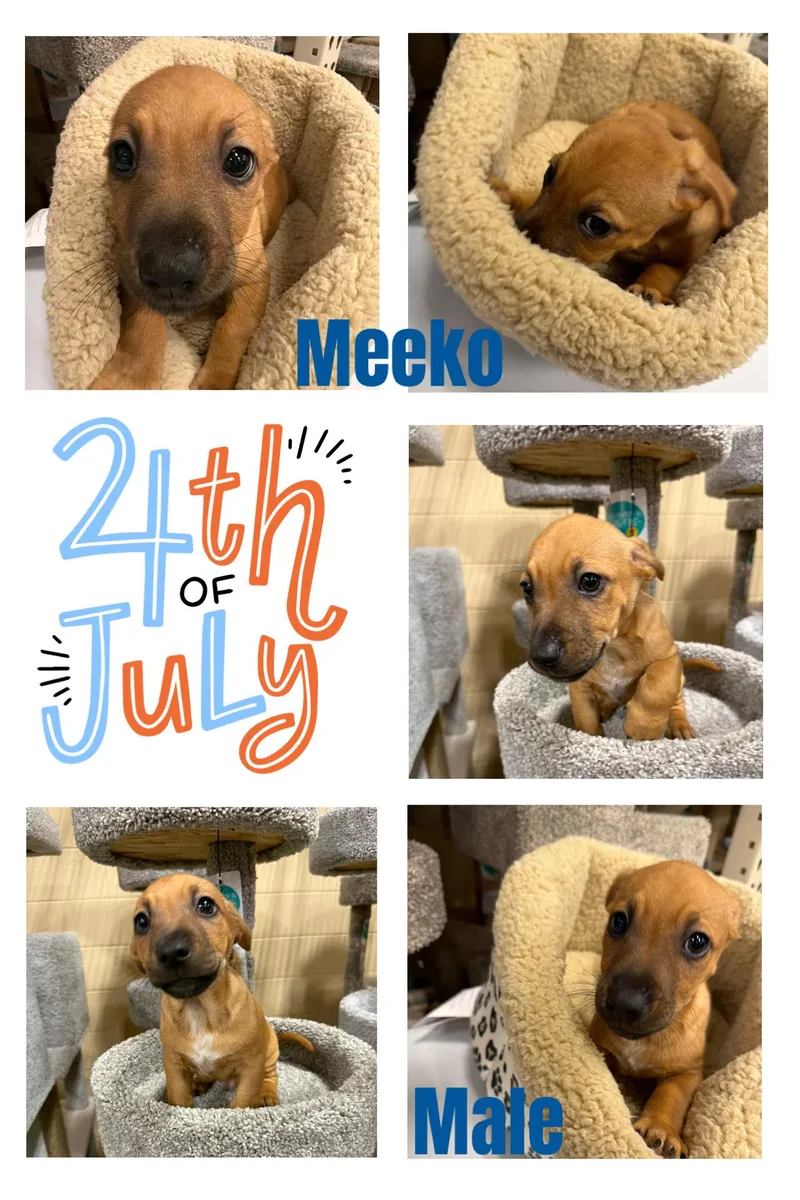 Meeko thumbnail 5