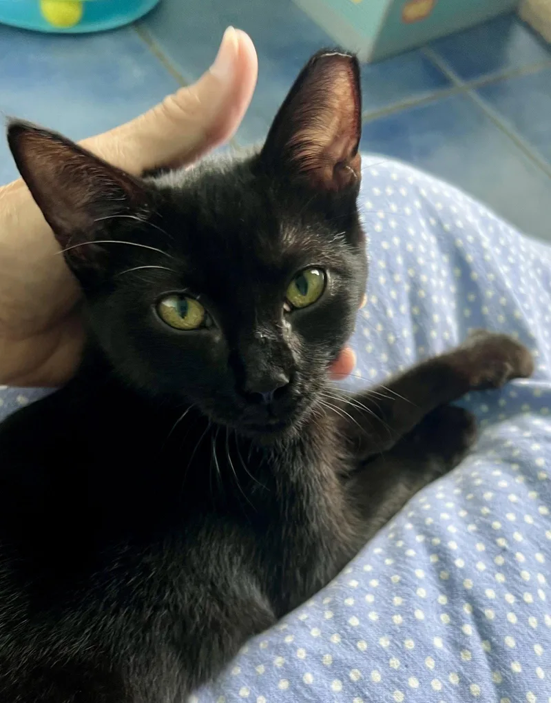 A young medium-sized female Domestic Short Hair cat named MidnightChristiana Petsmart for adoption in Greenville, DE