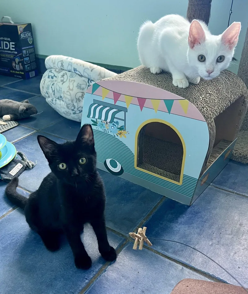 MidnightChristiana Petsmart thumbnail 2