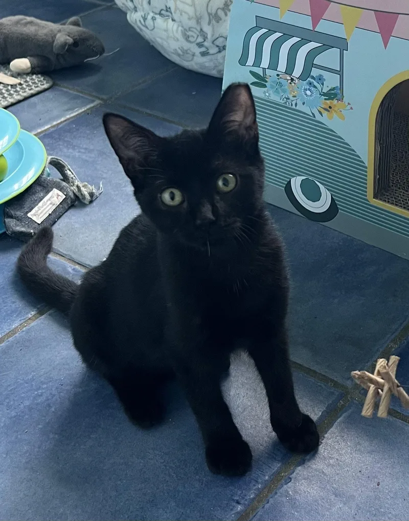 MidnightChristiana Petsmart thumbnail 3