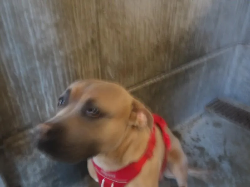 A young large-sized male Mastiff dog named Onyx for adoption in Los Angeles, CA