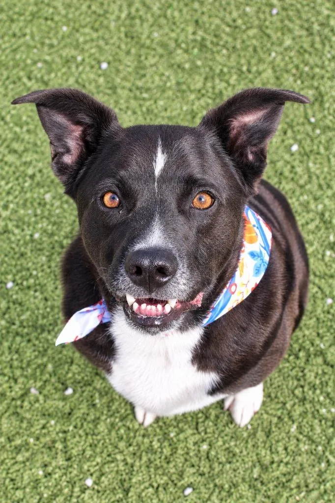 An adult medium-sized male Mixed Breed dog named Ringo for adoption in Morgantown, KY
