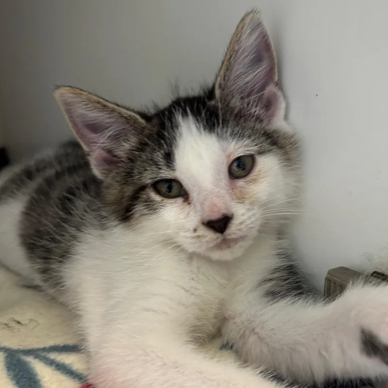 A baby small-sized female Brown / Chocolate Domestic Short Hair cat named Tzatziki for adoption in Naperville, IL