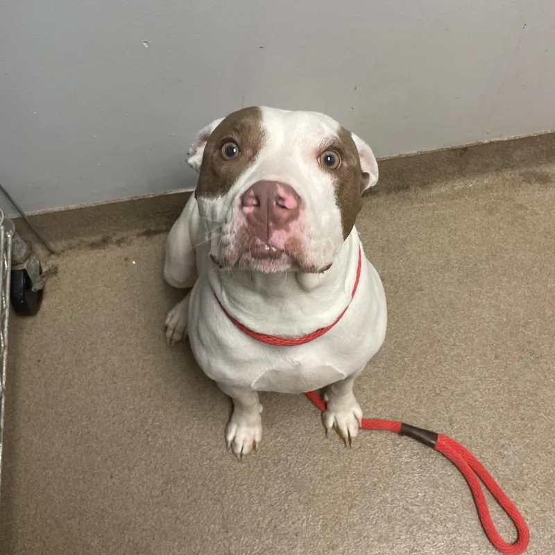 An adult medium-sized female White / Cream Mixed Breed dog named Miss Wiggles for adoption in Chattanooga, TN