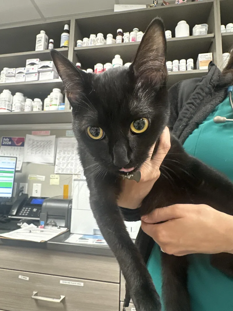 A young medium-sized female Domestic Short Hair cat named Noir for adoption in Enfield, CT