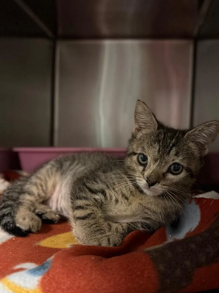A baby small-sized male Domestic Short Hair cat named Ted for adoption in Ocala, FL