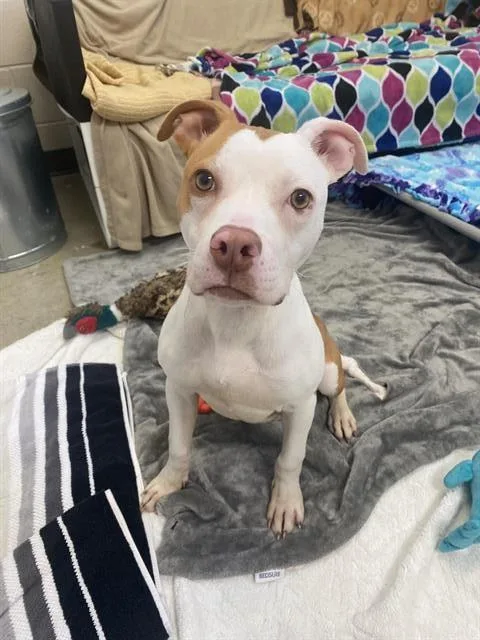 A young small-sized female Pit Bull Terrier dog named Rudy for adoption in Fort Wayne, IN