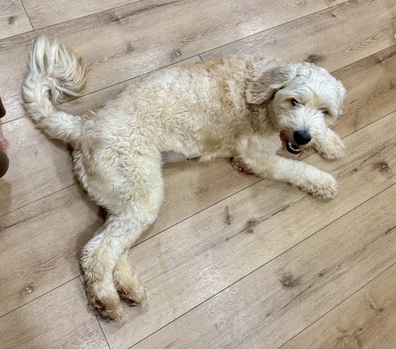 A young large-sized female Goldendoodle dog named Carolina for adoption in Windsor, CO